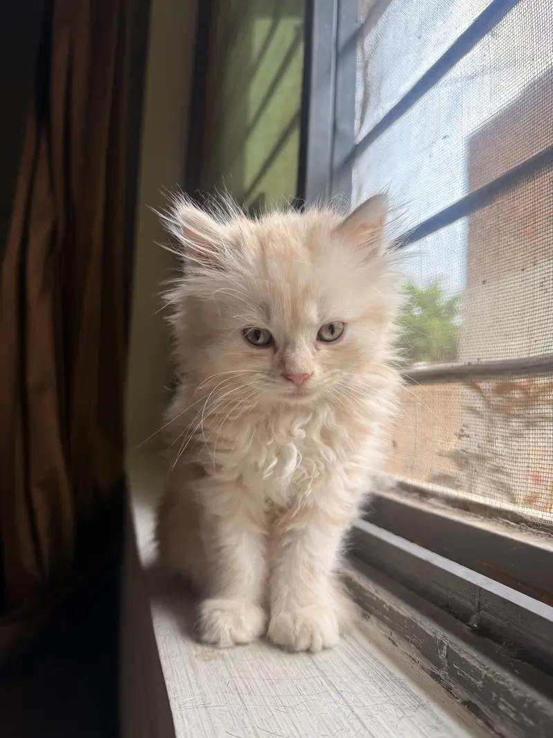 Persian cat — photo 3