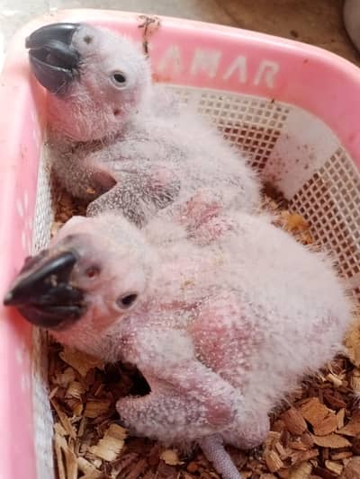 Gray parrot babys / 03156376925