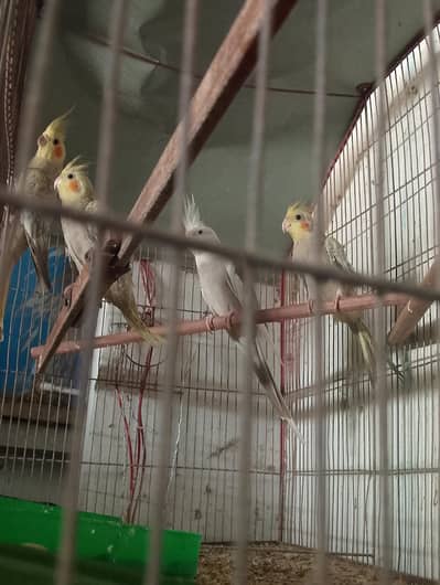 breeder pair or ready to bread pair