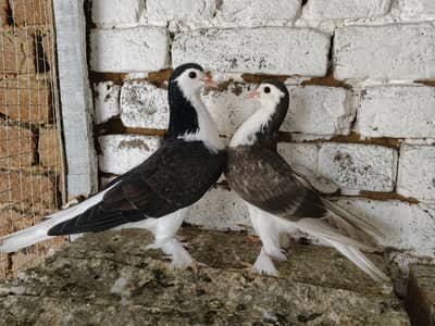 Sherazi Kabootar Fancy Pigeon 03431683430