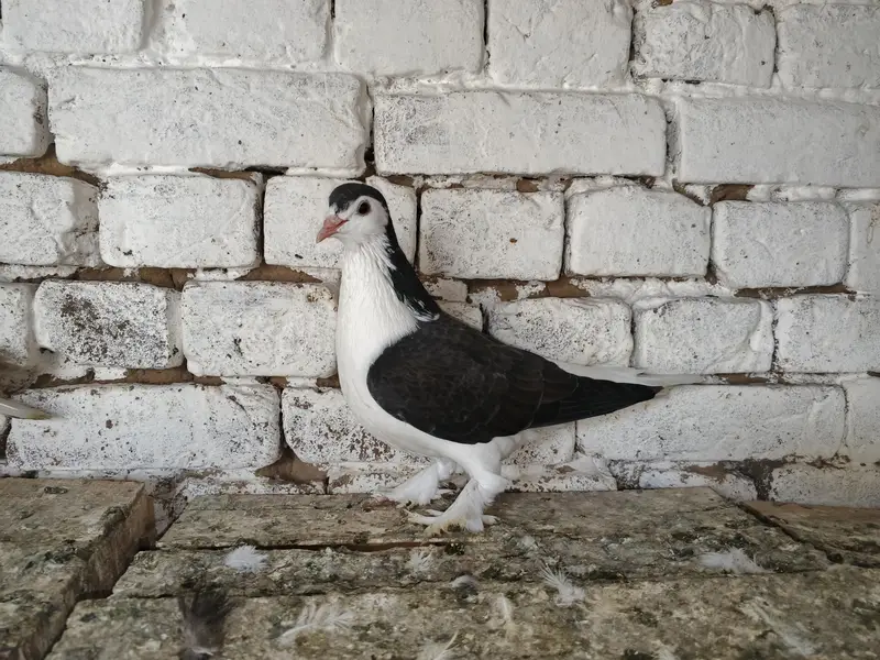 Sherazi Kabootar Fancy Pigeon 03431683430 — photo 2