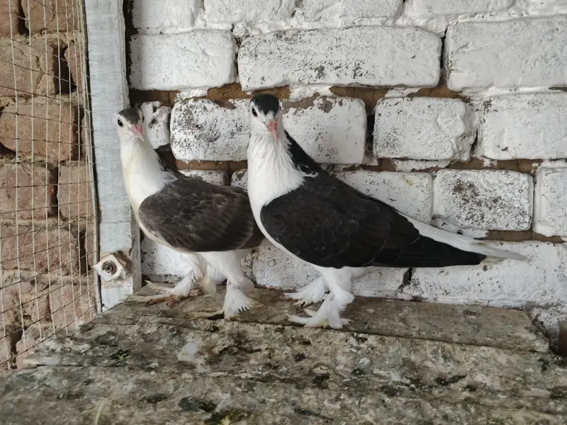 Sherazi Kabootar Fancy Pigeon 03431683430 — photo 3