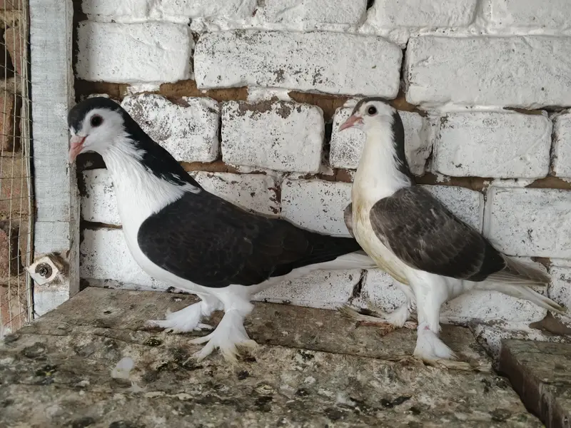 Sherazi Kabootar Fancy Pigeon 03431683430 — photo 4