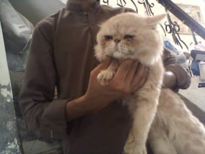 cat for sale healthy active and playfull