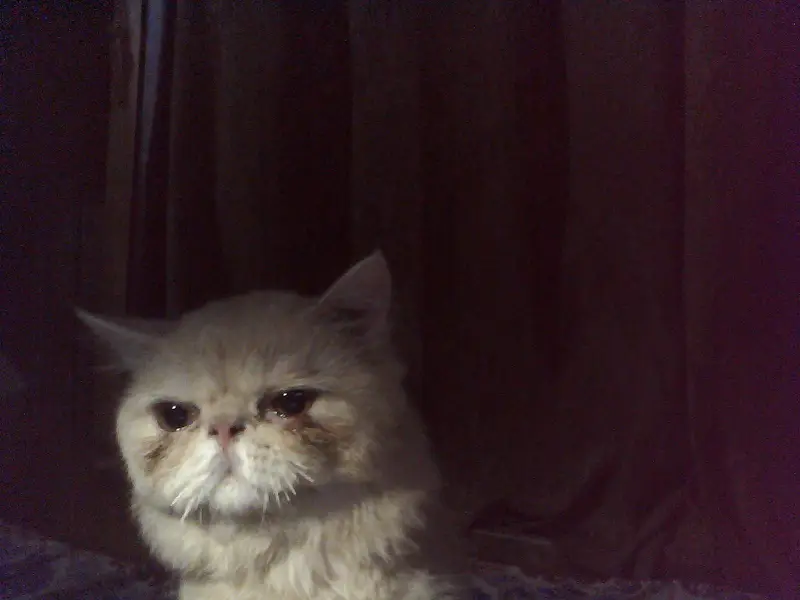 cat for sale healthy active and playfull — photo 2
