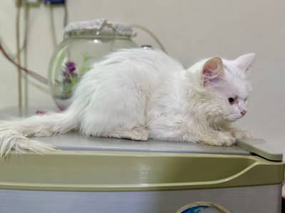 Persian Kitten