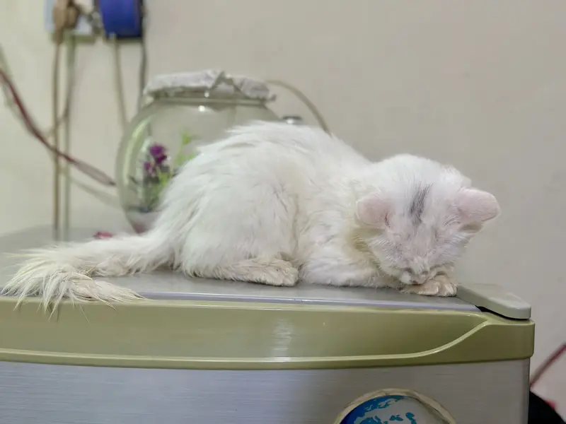 Persian Kitten — photo 2