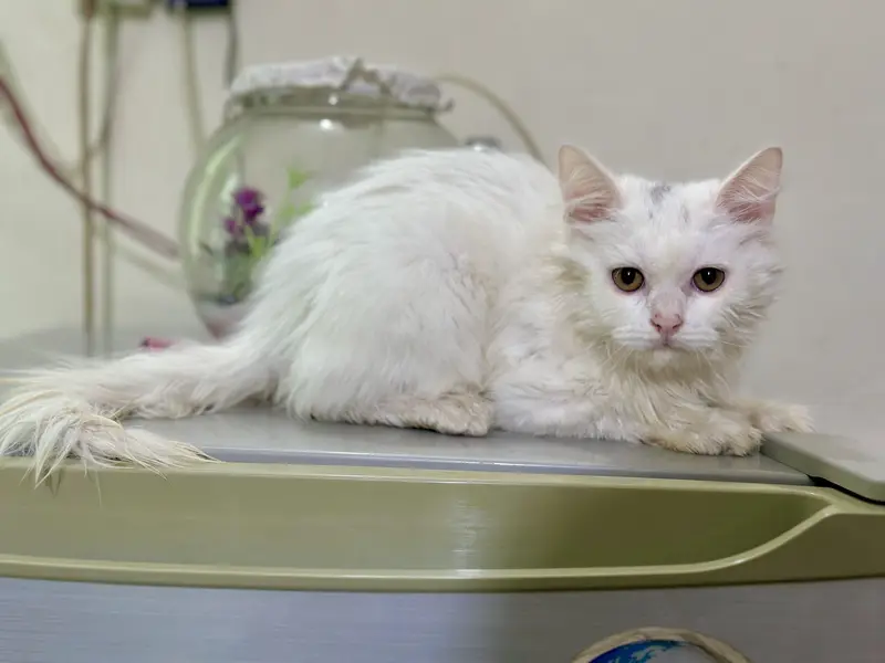 Persian Kitten — photo 3