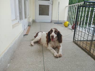 Cocker Spaniel