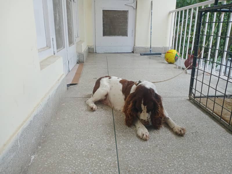 Cocker Spaniel 1