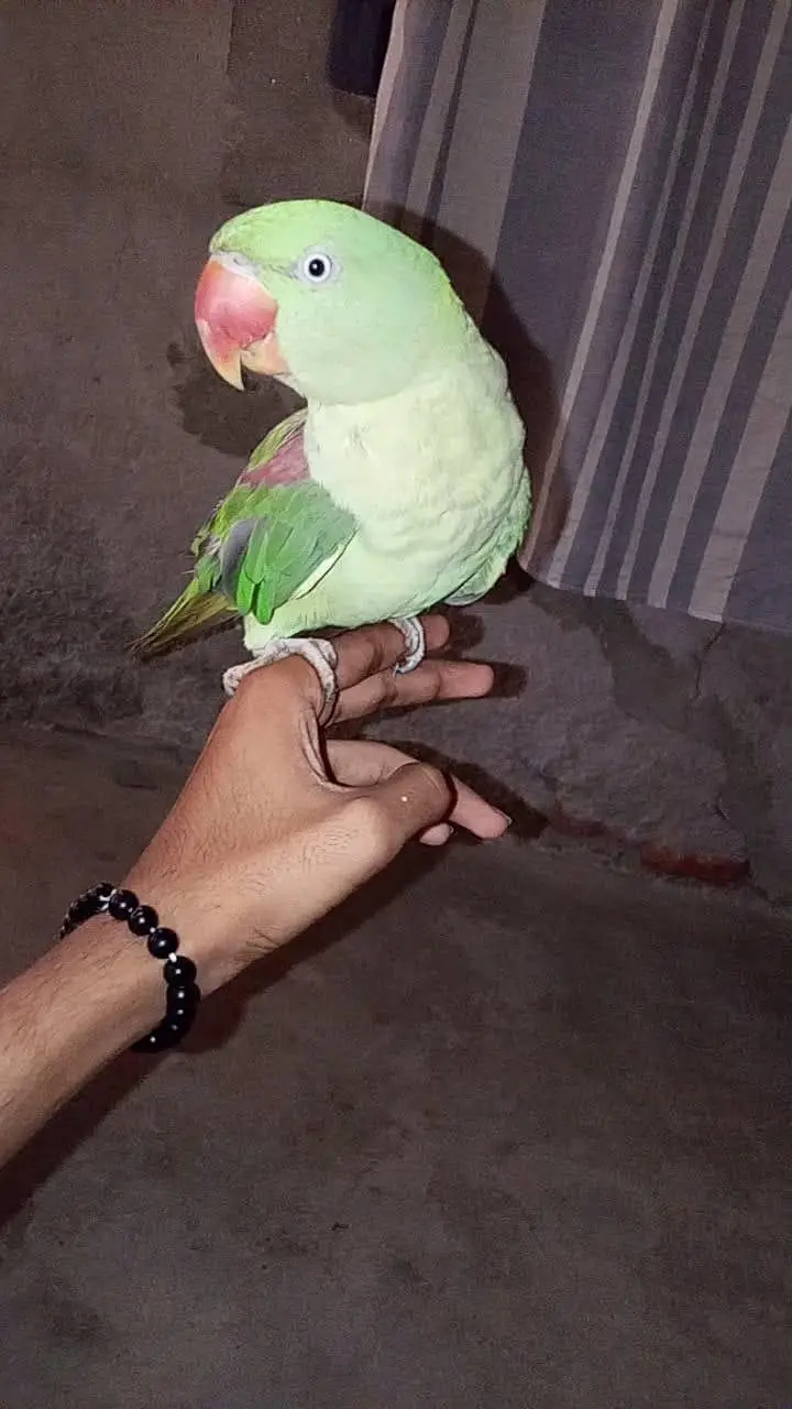 raw parrot for sale — photo 2