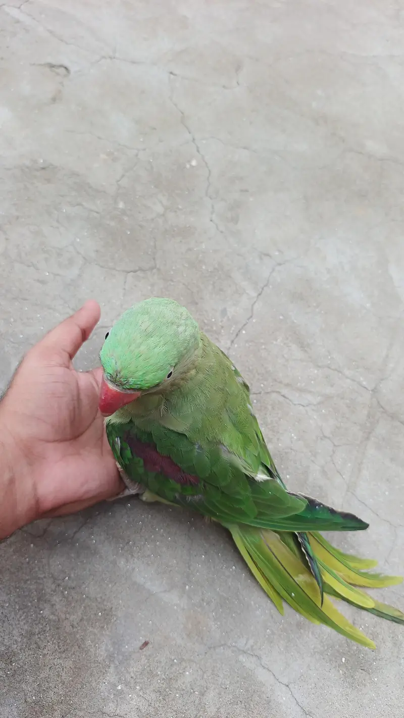 raw parrot for sale — photo 3