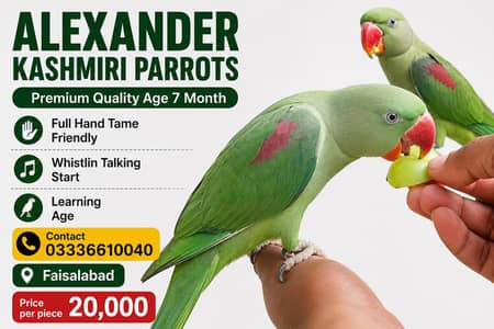 Premium Quality Hand Tame Talking Parrot