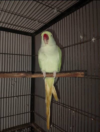 Raw Parrot Pair for Sale – Healthy & Active