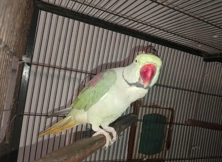Raw Parrot Pair for Sale – Healthy & Active — photo 2
