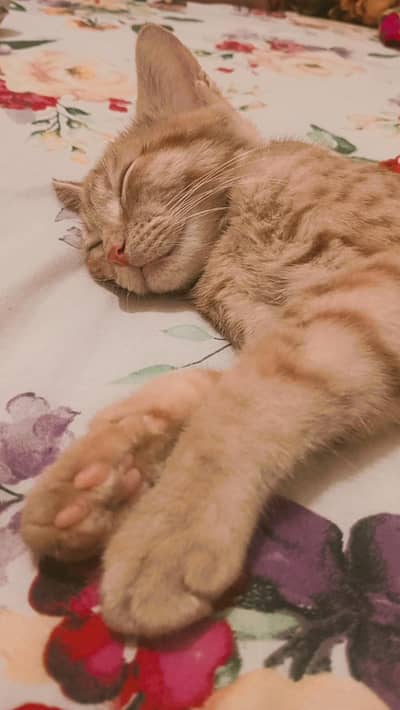 Cats for adoption