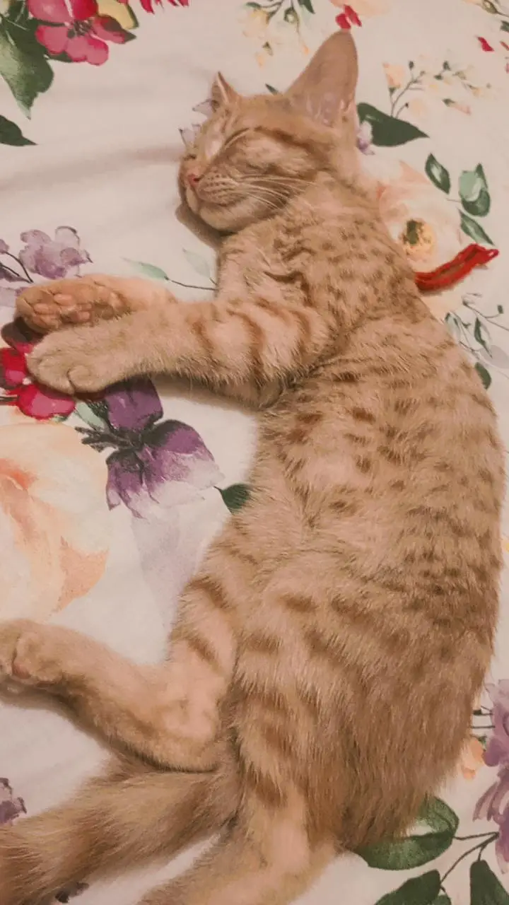 Cats for adoption — photo 2