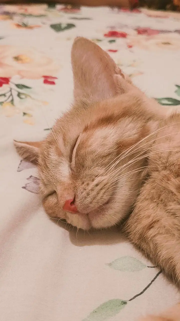 Cats for adoption — photo 3