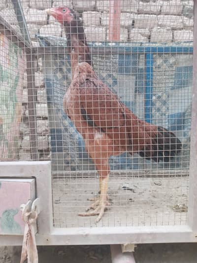 aseel breeder female lakhi