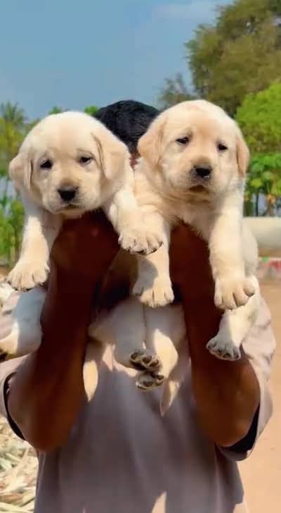 Labrador Retriever puppies