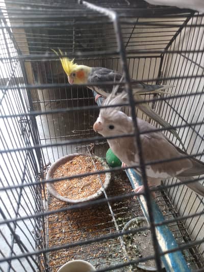 healthy active breeder pair