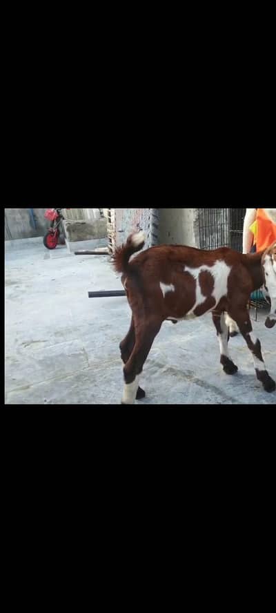 Goats Available 2 Male 1 bacha male urgent sale
