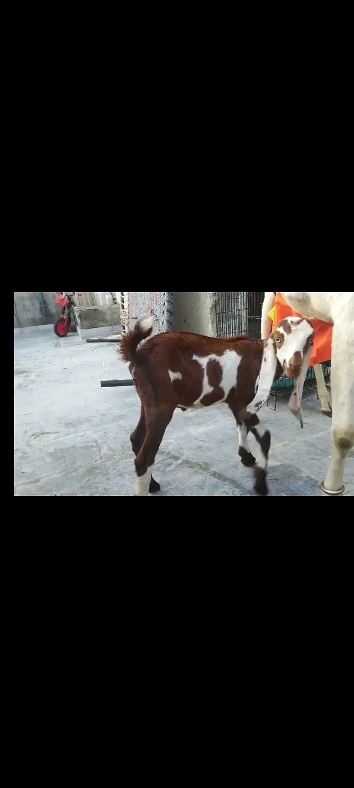 Goats Available 2 Male 1 bacha male urgent sale — photo 2