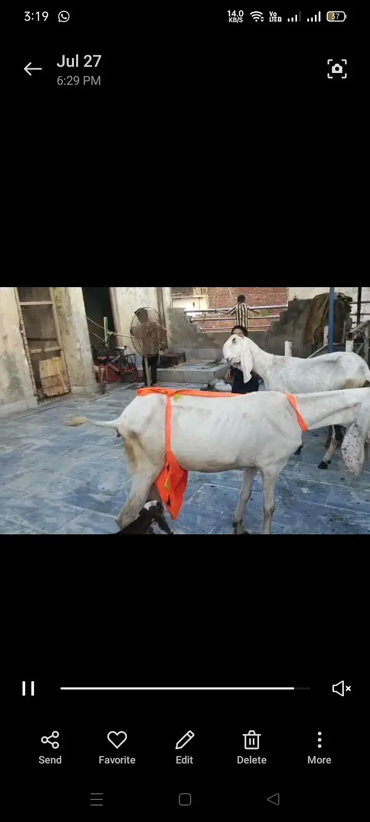 Goats Available 2 Male 1 bacha male urgent sale — photo 3