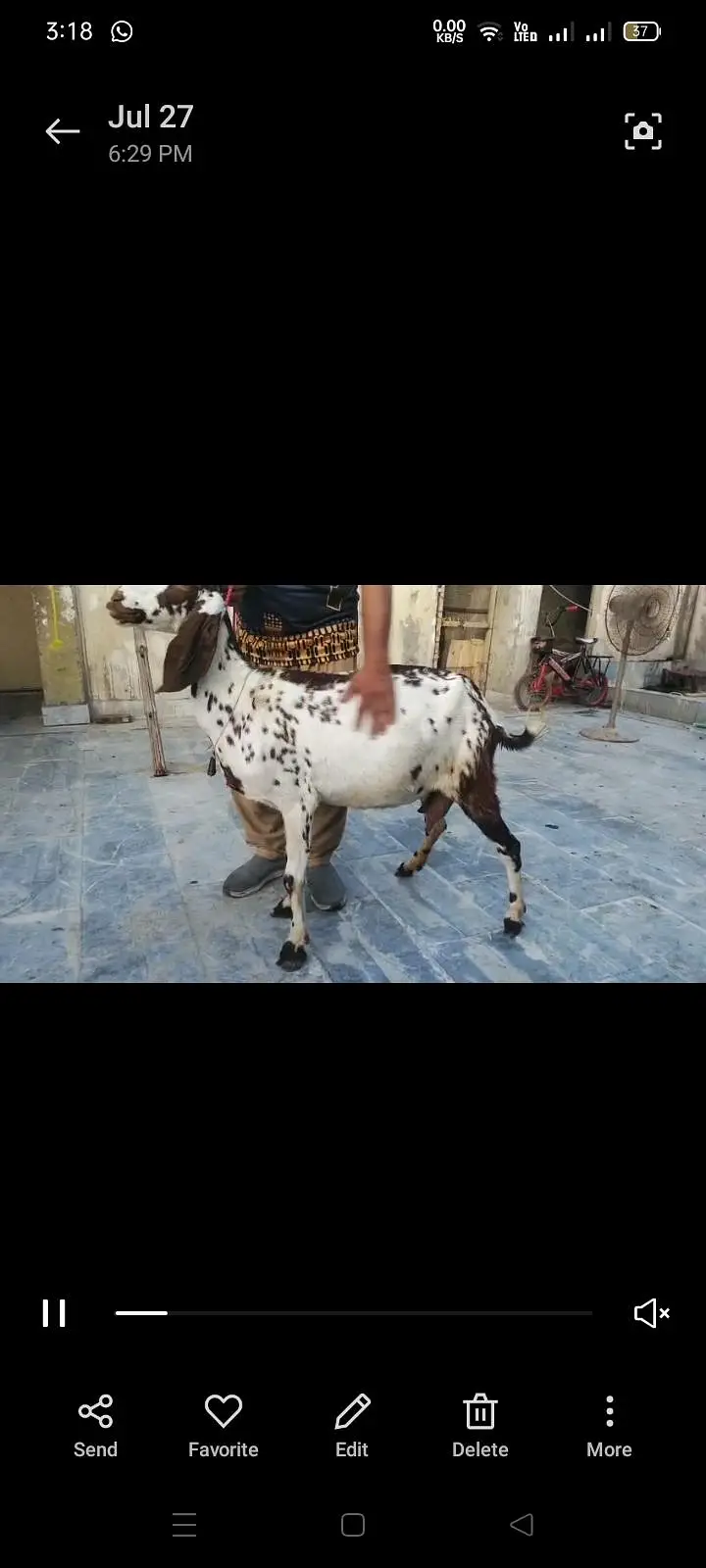 Goats Available 2 Male 1 bacha male urgent sale — photo 4