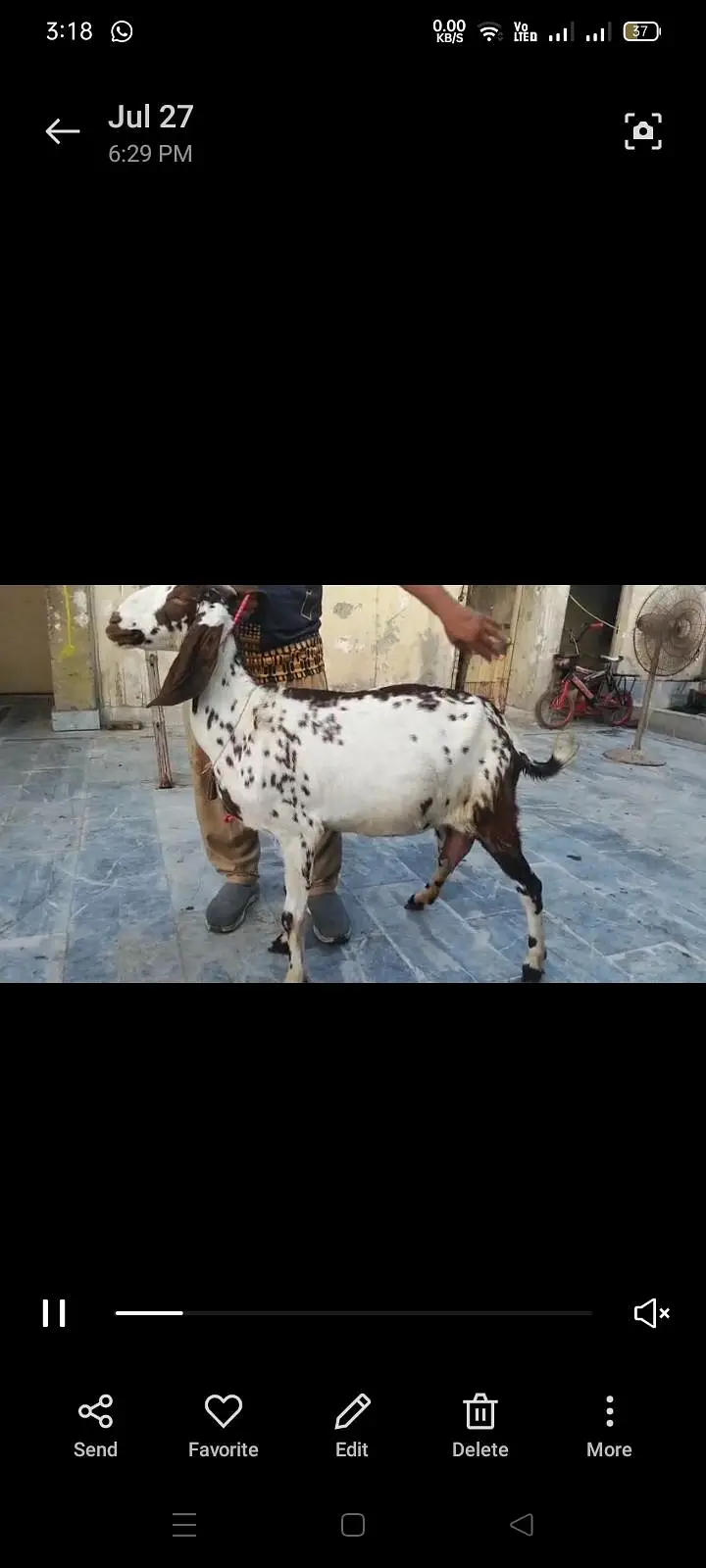Goats Available 2 Male 1 bacha male urgent sale — photo 6