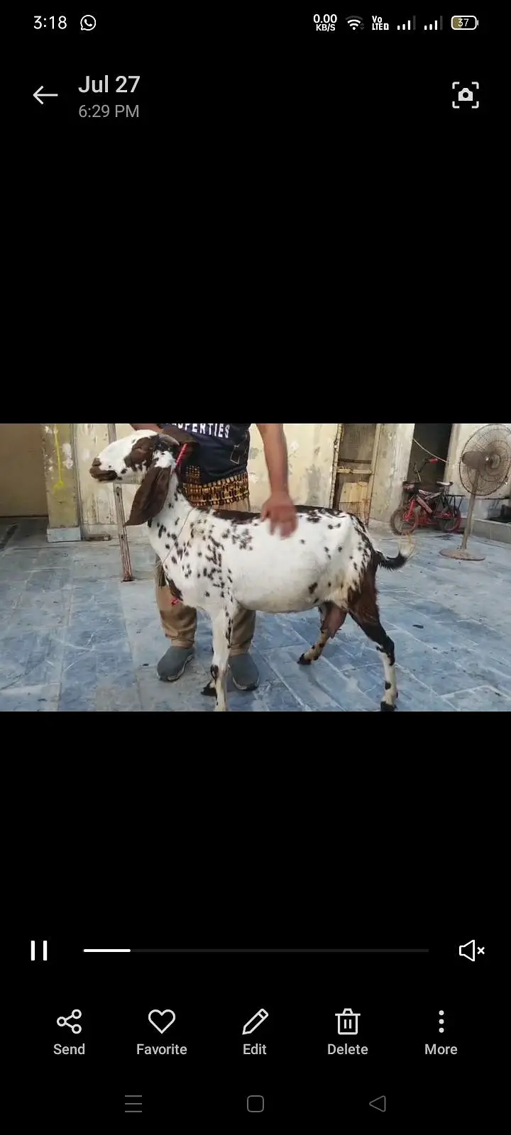 Goats Available 2 Male 1 bacha male urgent sale — photo 7