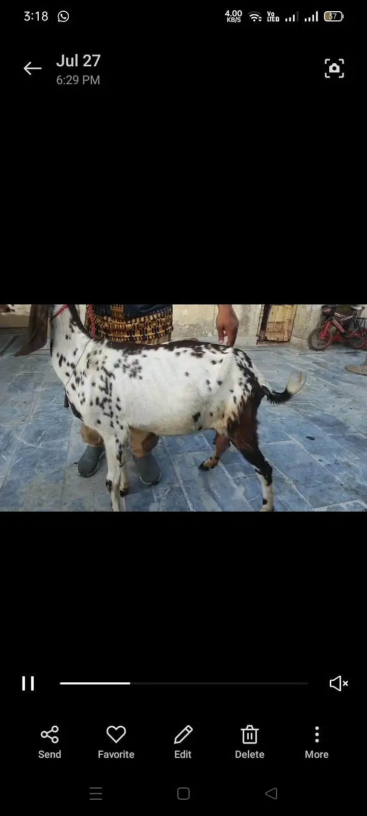 Goats Available 2 Male 1 bacha male urgent sale — photo 8
