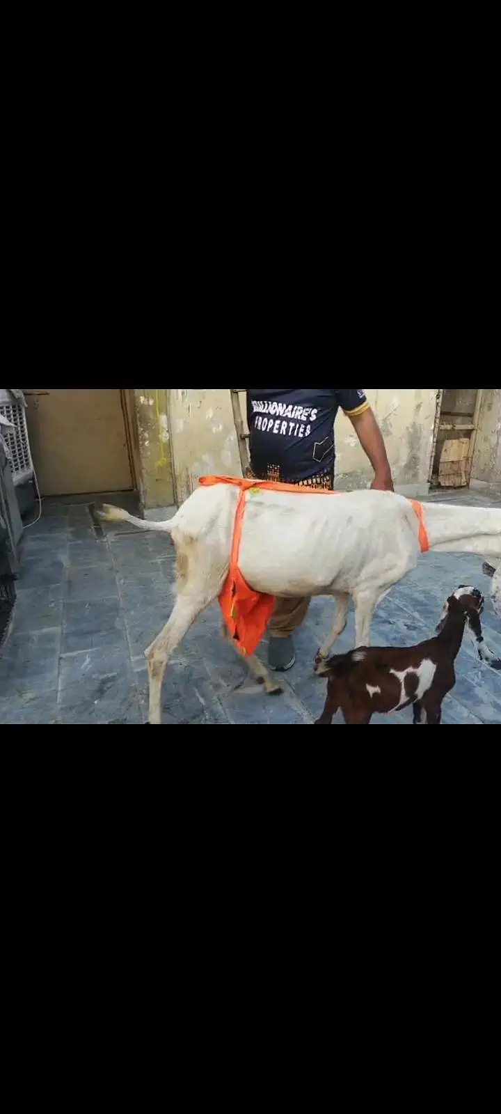 Goats Available 2 Male 1 bacha male urgent sale — photo 12