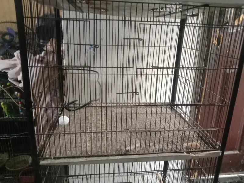 all okay parrots cage height 5 feet size 2 by 1.5 feet urgent sale — photo 4