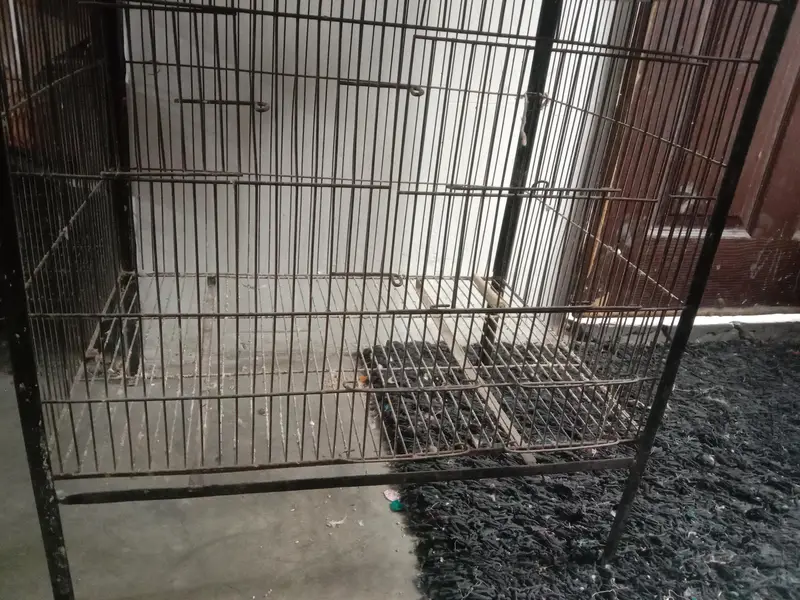 all okay parrots cage height 5 feet size 2 by 1.5 feet urgent sale — photo 5