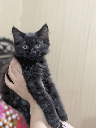 Persian kittens