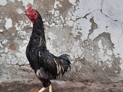 Black OlD blood Amroha Aseel/Bantum/Japanese Aseel