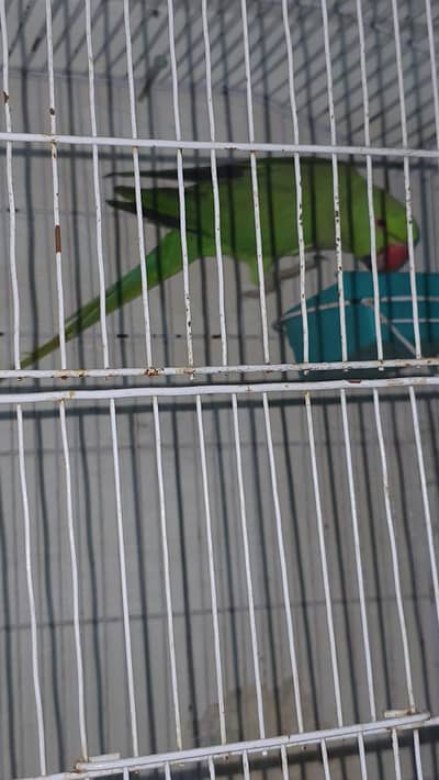 breeder female