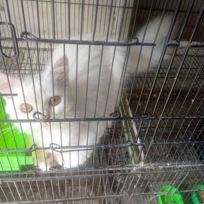Persian cat tell triple kote