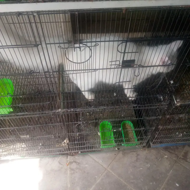 Persian cat tell triple kote — photo 3