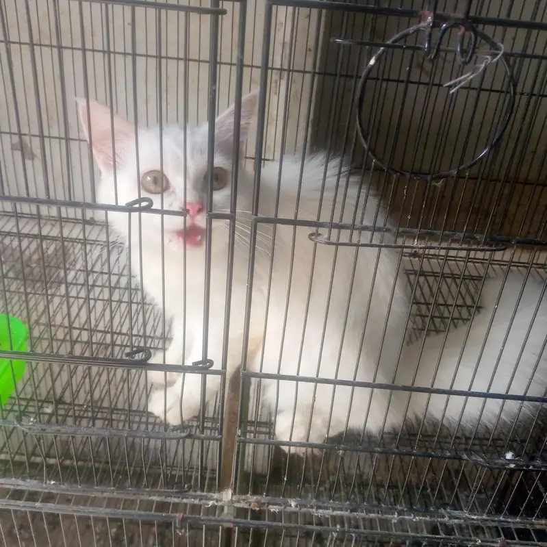 Persian cat tell triple kote — photo 4
