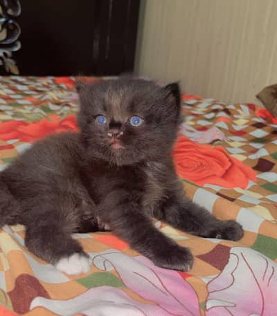 Persian kittens