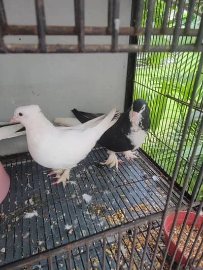 kabootar for sale