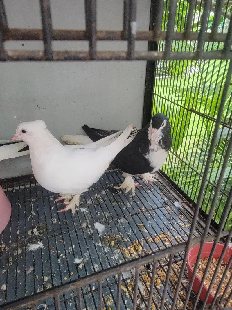 kabootar for sale