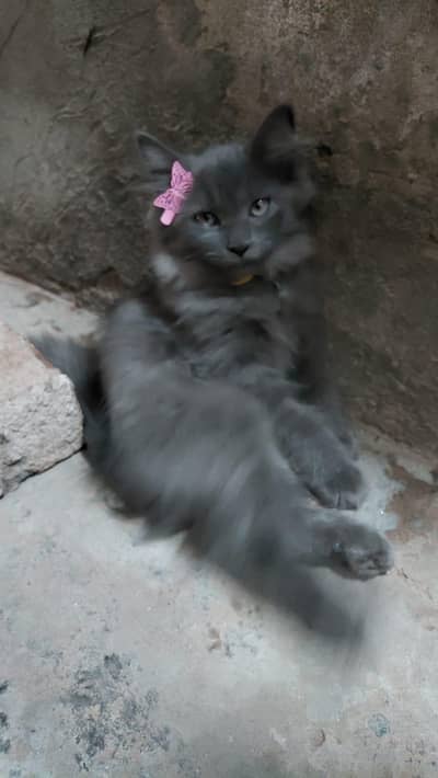 pair of cats one male and one female for sale