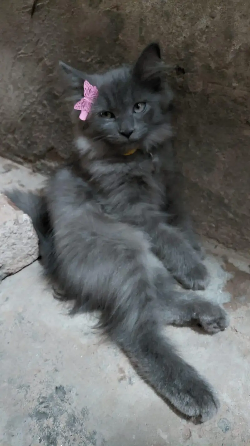 pair of cats one male and one female for sale — photo 2