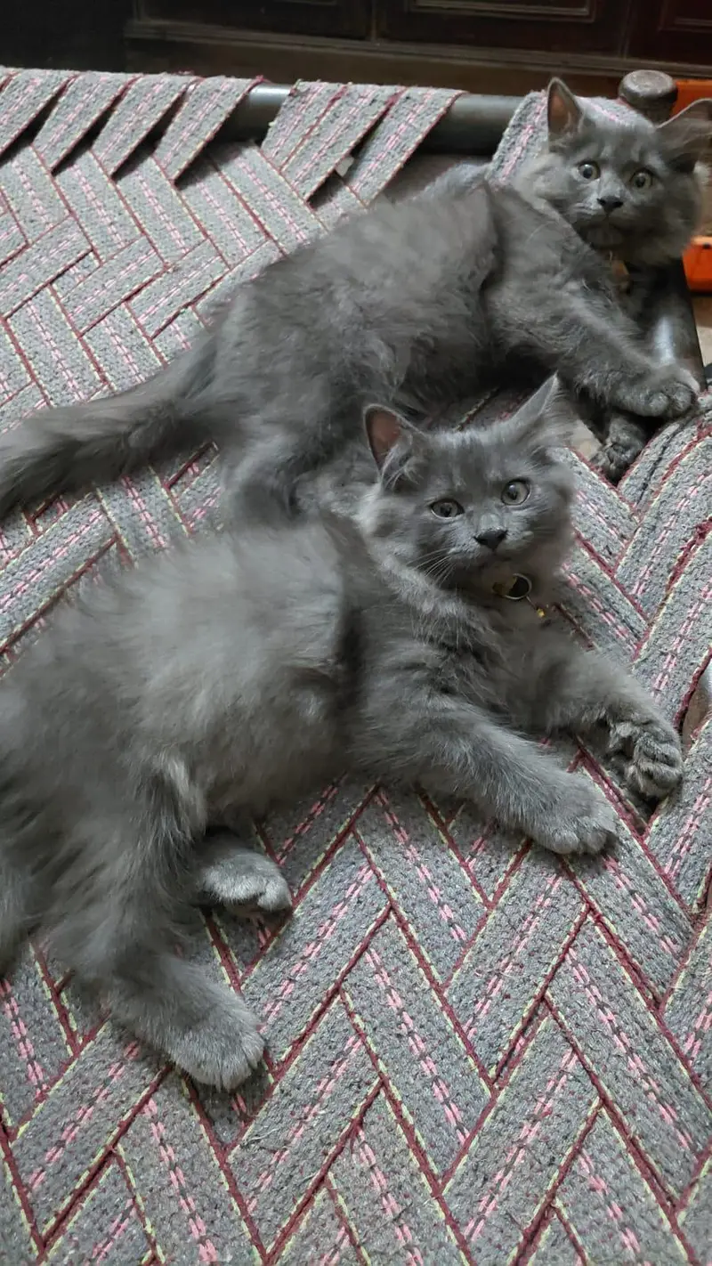 pair of cats one male and one female for sale — photo 3