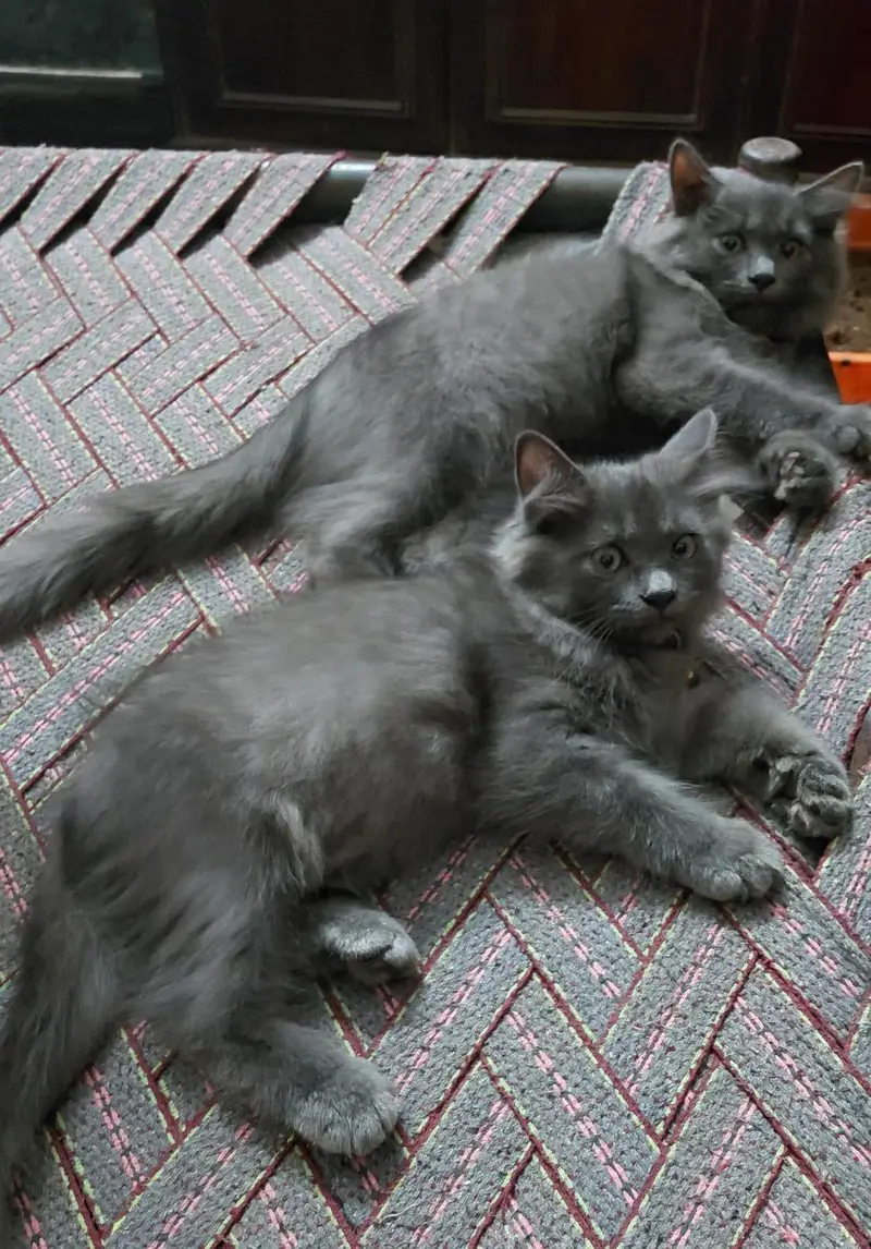 pair of cats one male and one female for sale — photo 4