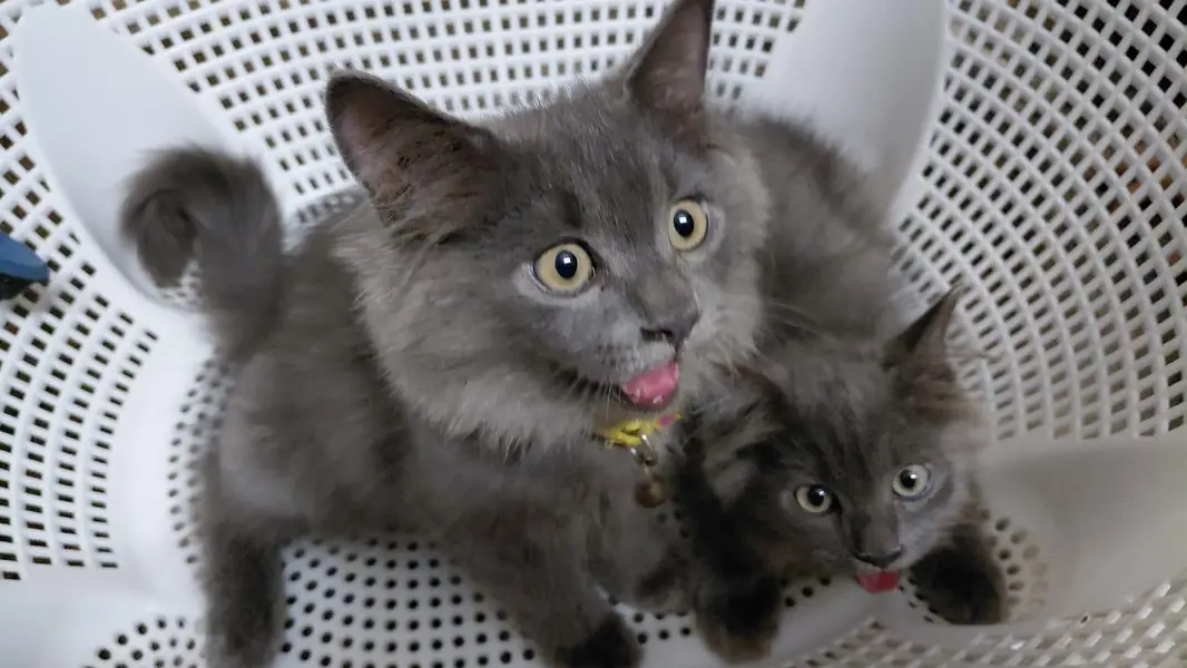 pair of cats one male and one female for sale — photo 5