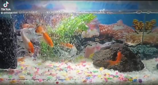 Fish Aquarium